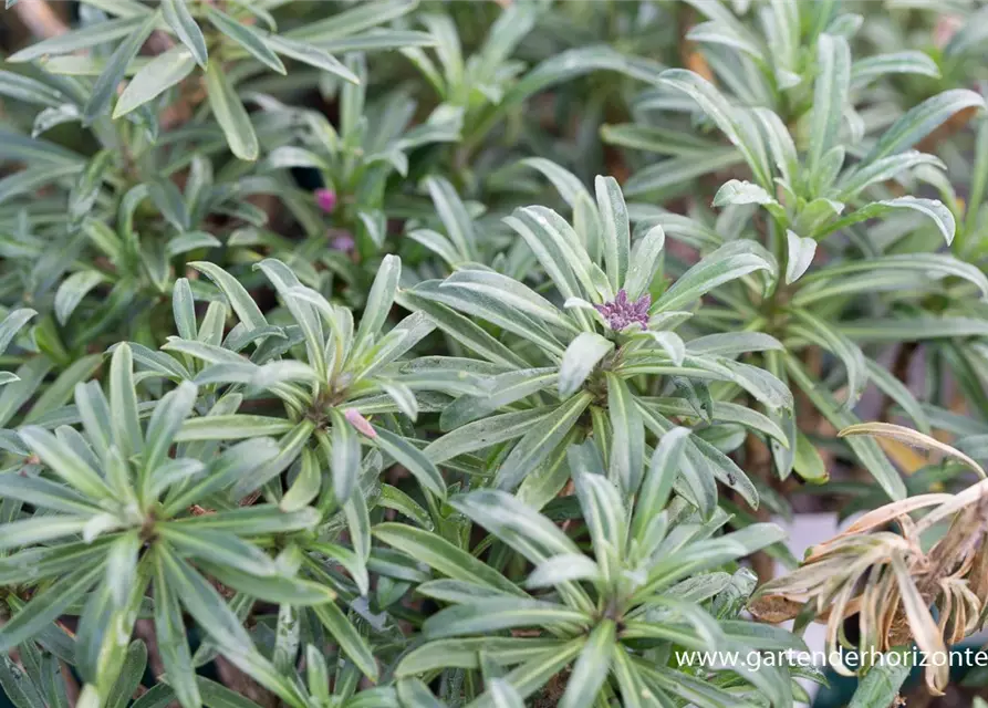 Erysimum cheiri 'Bowles Mauve'