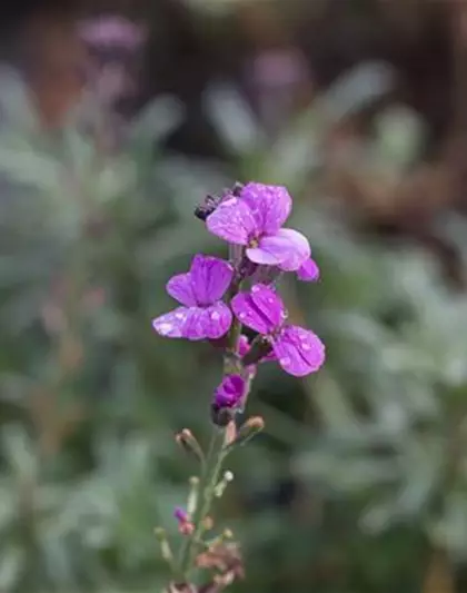 Erysimum cheiri 'Bowles Mauve'