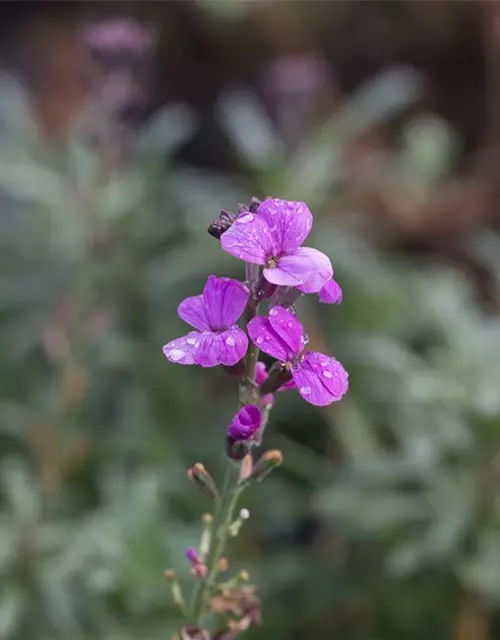 Erysimum cheiri 'Bowles Mauve'