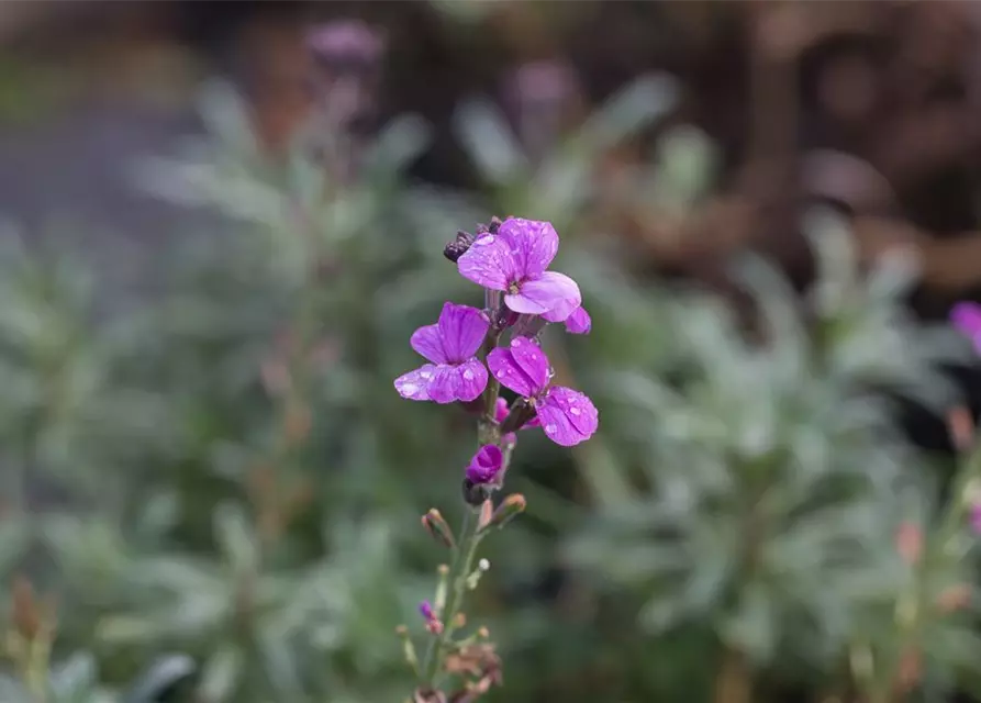 Erysimum cheiri 'Bowles Mauve'