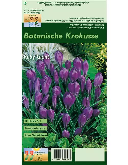 Blumenzwiebel Set 'Crazy Purple'