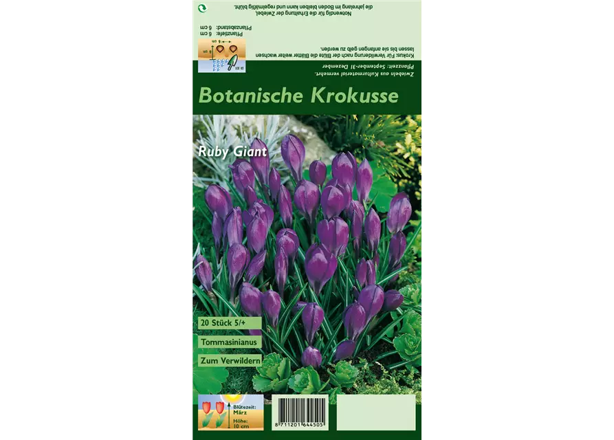 Blumenzwiebel Set 'Crazy Purple'