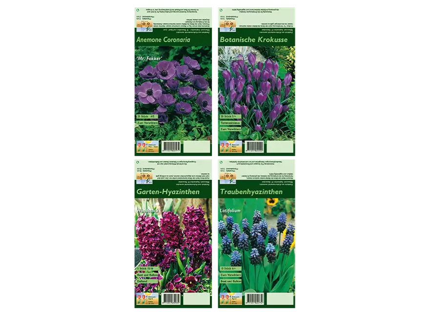 Blumenzwiebel Set 'Crazy Purple'