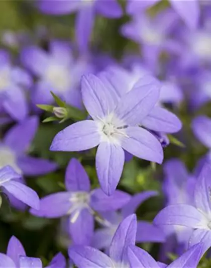 Campanula garganica 'Filigree'