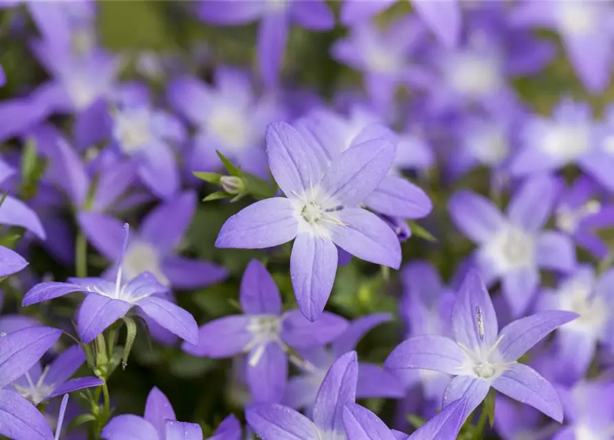 Campanula garganica 'Filigree'