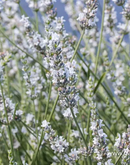 Bastard-Garten-Lavendel 'Edelweiß'