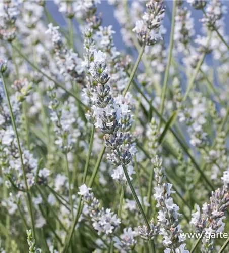 Bastard-Garten-Lavendel 'Edelweiß'