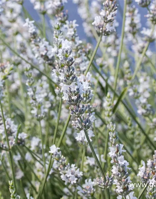 Bastard-Garten-Lavendel 'Edelweiß'