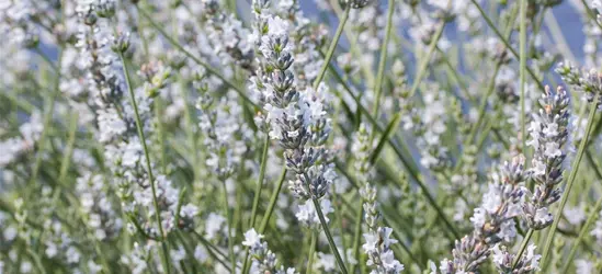 Bastard-Garten-Lavendel 'Edelweiß'