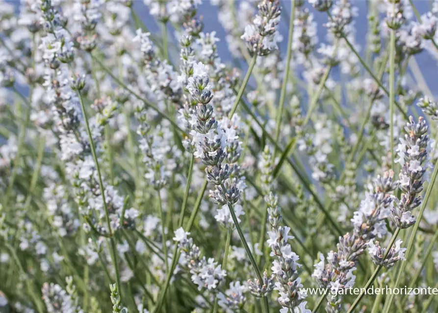 Bastard-Garten-Lavendel 'Edelweiß'