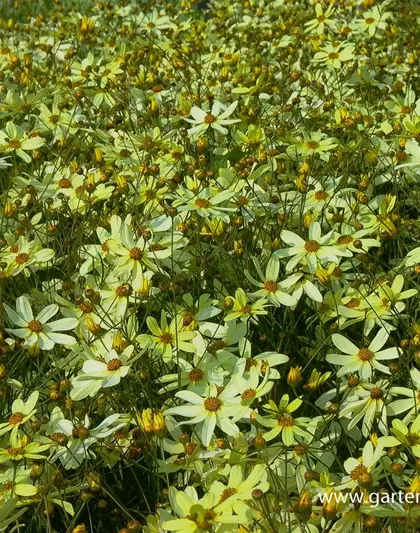 Coreopsis verticillata 'Moonbeam'