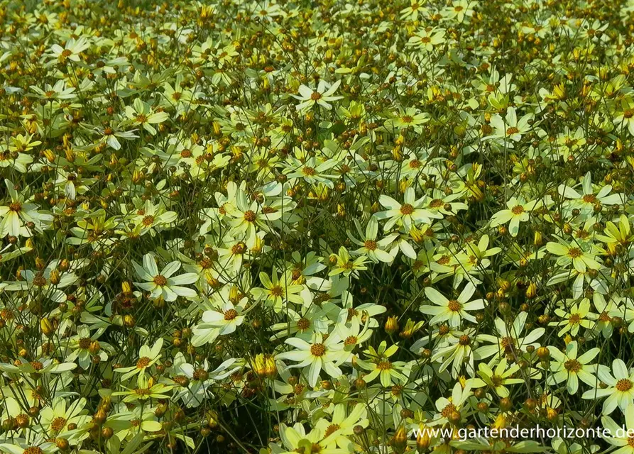 Coreopsis verticillata 'Moonbeam'