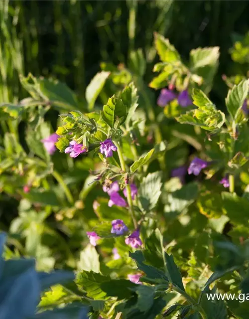 Calamintha grandiflora