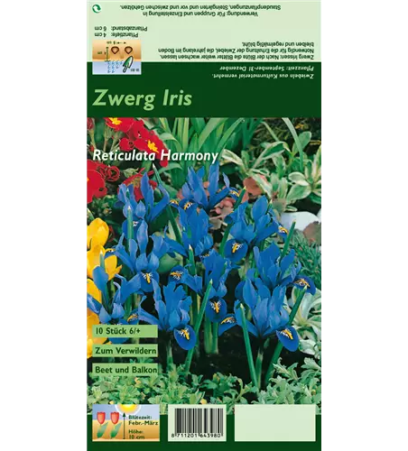 Zwerg-Iris 'Harmony'