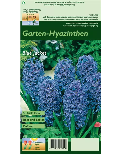 Hyazinthe 'Blue Jacket'