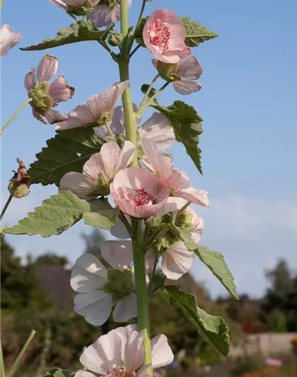 Bastardmalve 'Parkfrieden'