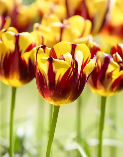 Einfache Tulpe 'Helmar'