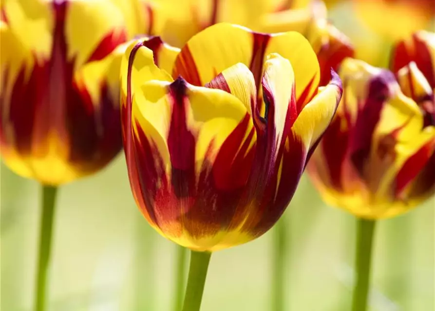 Einfache Tulpe 'Helmar'