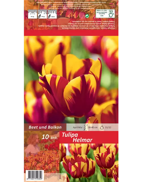 Einfache Tulpe 'Helmar'