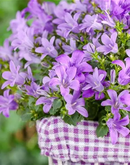 Campanula poscharskyana