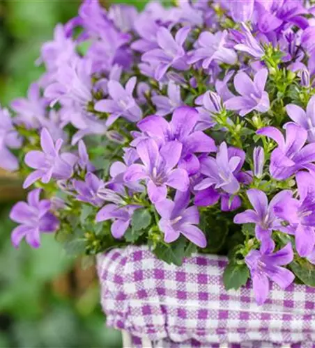 Campanula poscharskyana