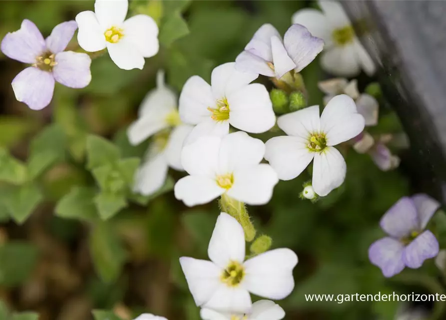 Aubrieta x cult.'Winterberg'