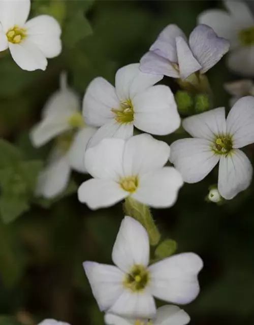 Aubrieta x cult.'Winterberg'