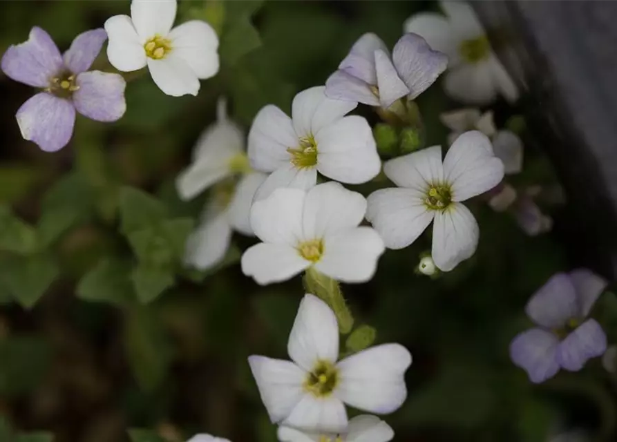 Aubrieta x cult.'Winterberg'