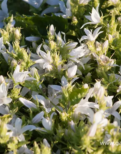 Campanula poscharskyana 'Schneeranke'