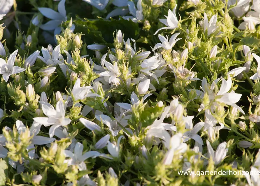 Campanula poscharskyana 'Schneeranke'