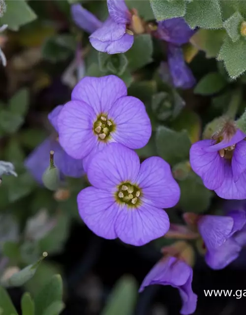 Aubrieta x cult.'Agnete'