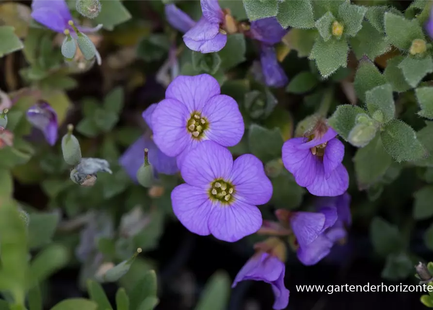 Aubrieta x cult.'Agnete'