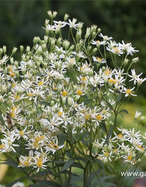 Doldige Garten-Aster 'Weißer Schirm'