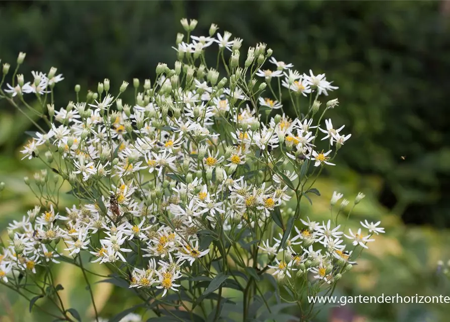 Doldige Garten-Aster 'Weißer Schirm'