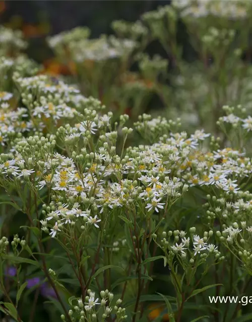 Doldige Garten-Aster 'Weißer Schirm'