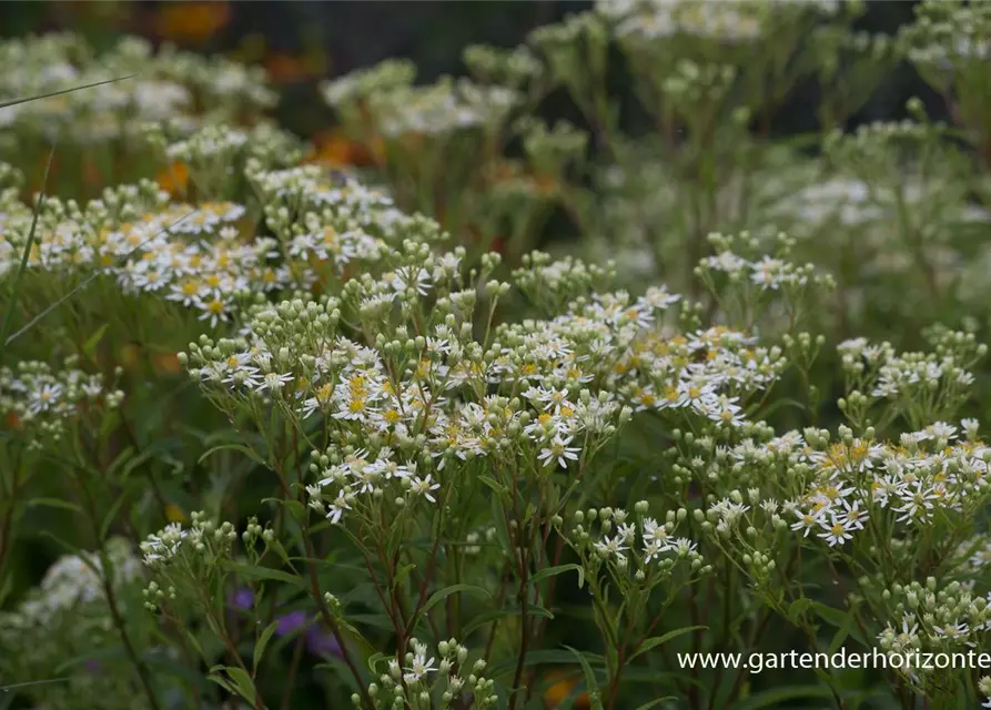 Doldige Garten-Aster 'Weißer Schirm'