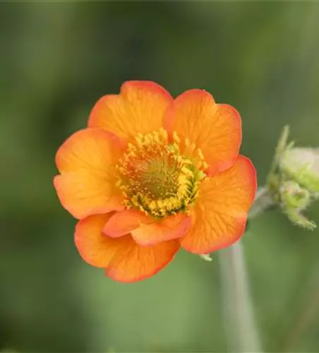 Chilenische Nelkenwurz 'Totally Tangerine'