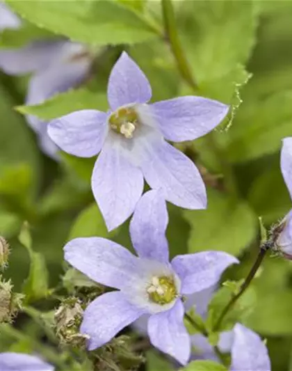 Campanula lactiflora