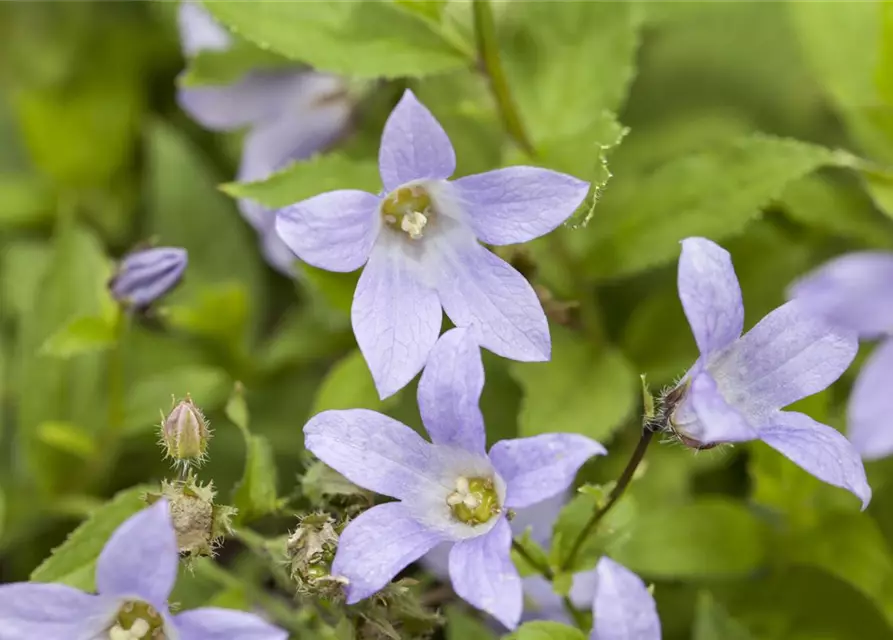 Campanula lactiflora