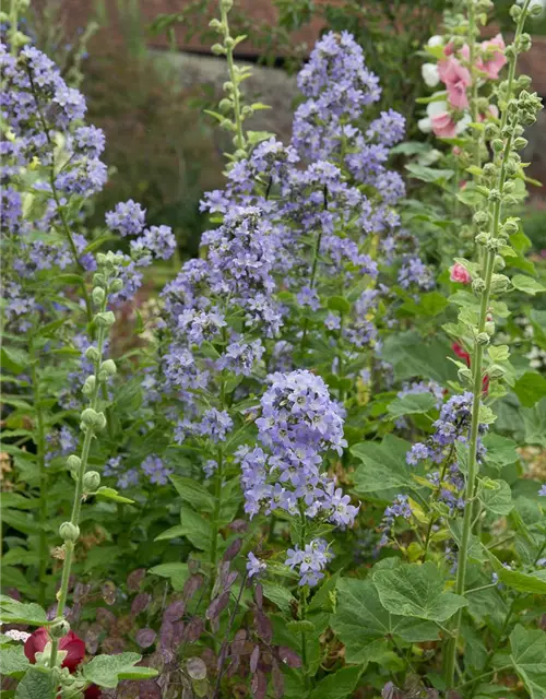 Campanula lactiflora 'Prichard's Variety'