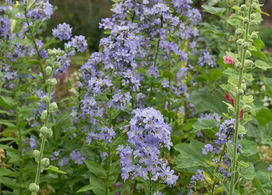 Campanula lactiflora 'Prichard's Variety'