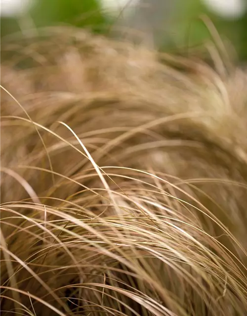 Carex comans 'Bronze'