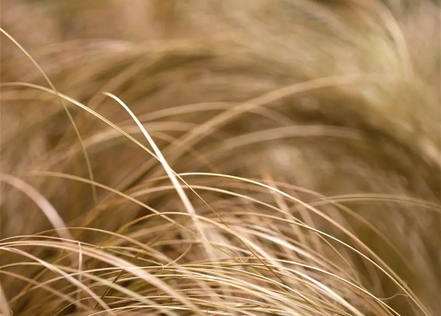 Carex comans 'Bronze'