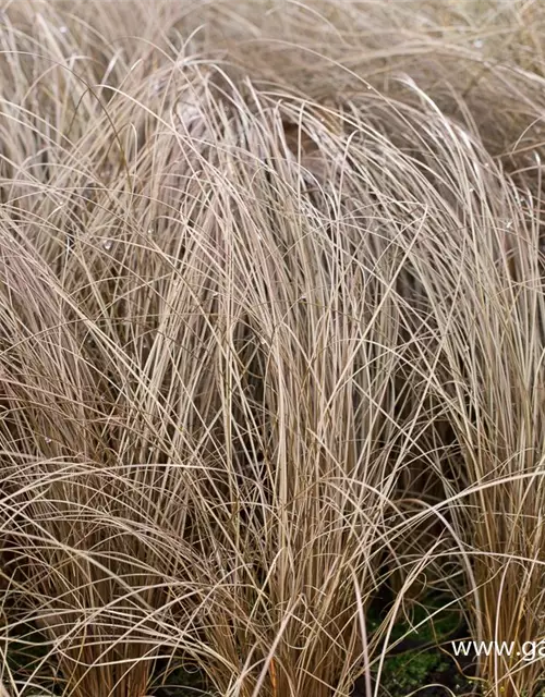 Carex comans 'Bronze'