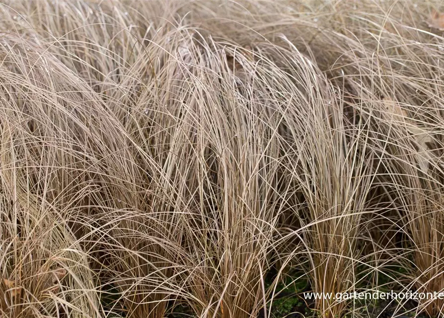 Carex comans 'Bronze'