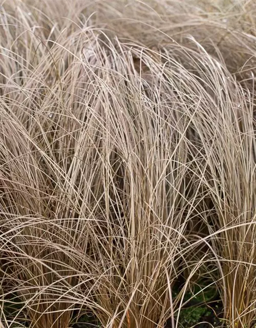 Carex comans 'Bronze'