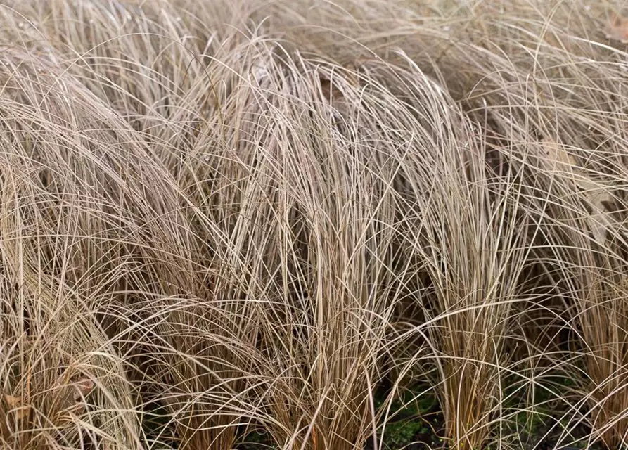 Carex comans 'Bronze'