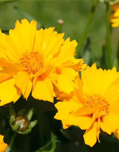 Coreopsis grandiflora 'Sunray', gen.