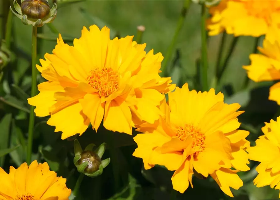 Coreopsis grandiflora 'Sunray', gen.