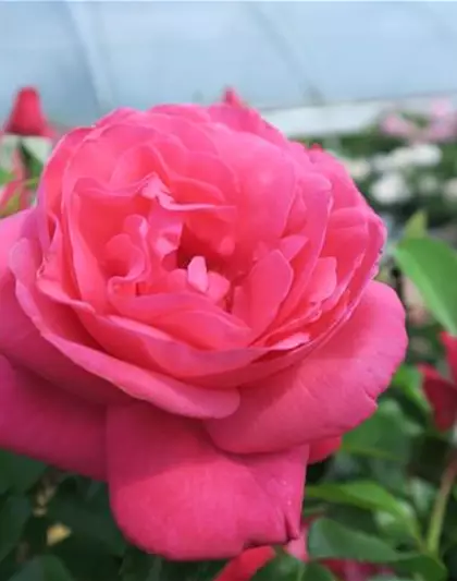 Edelrose 'Cherry Lady'®